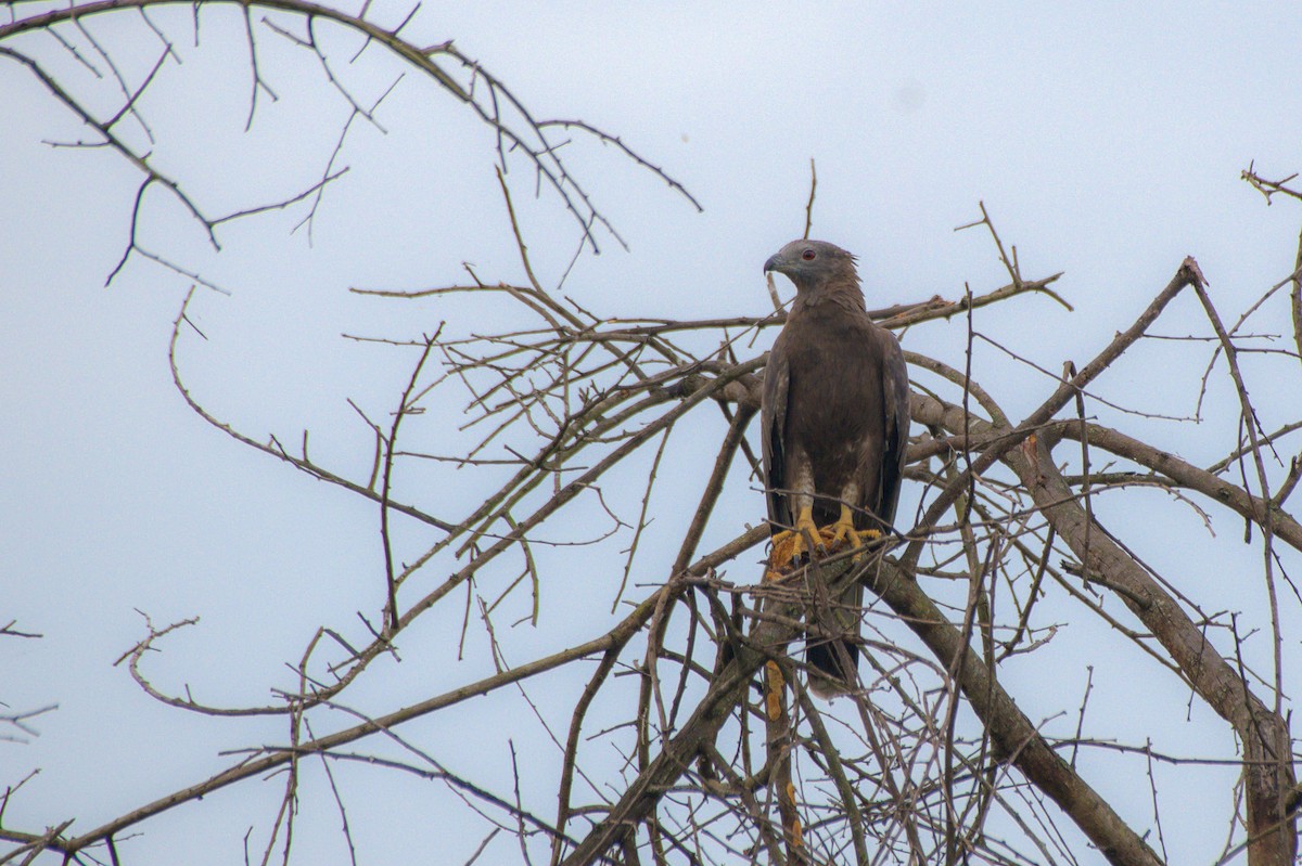 Oriental Honey-buzzard - Sathish Ramamoorthy