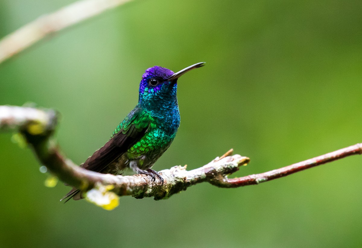 Golden-tailed Sapphire - Andrew Cauldwell