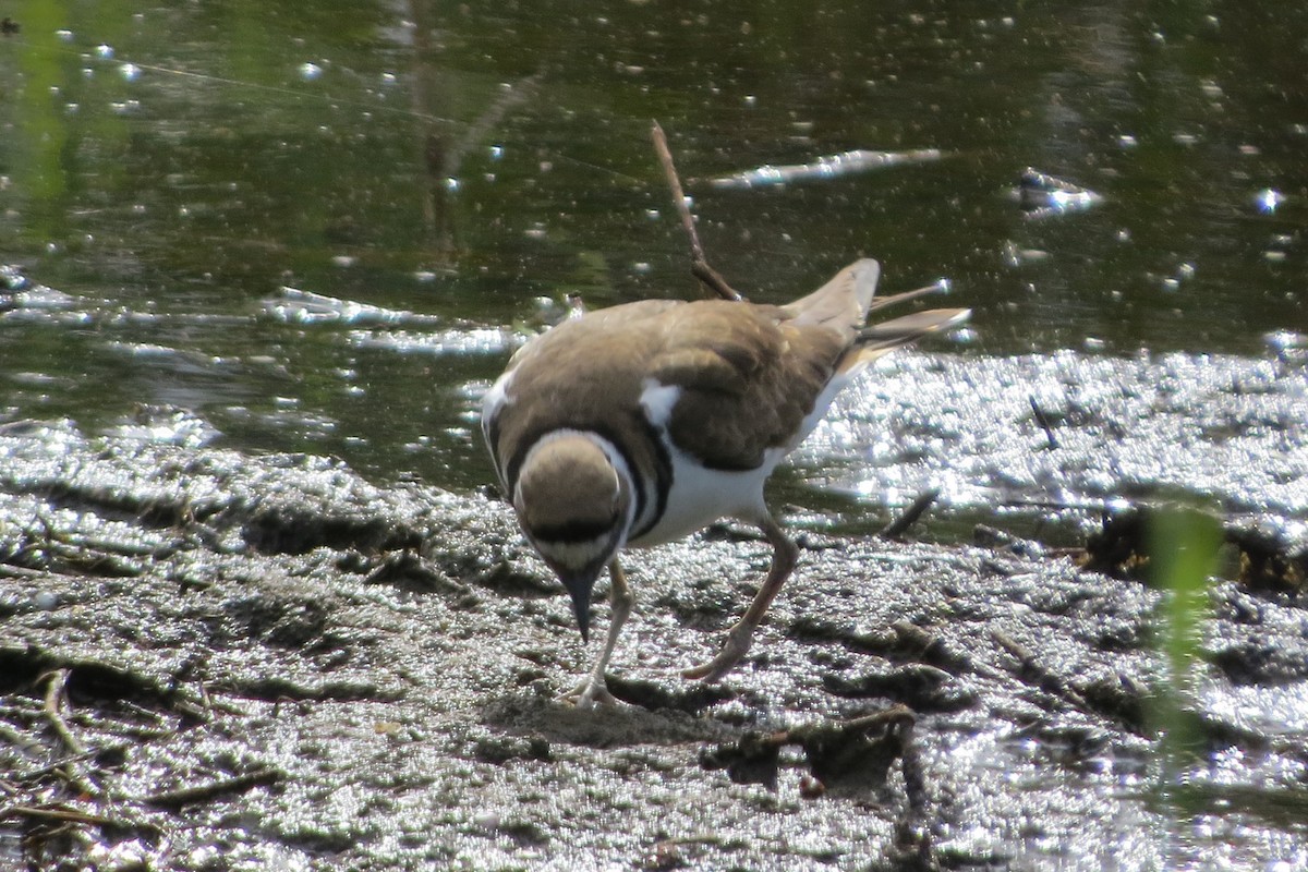 Killdeer - Kathy  Kirk