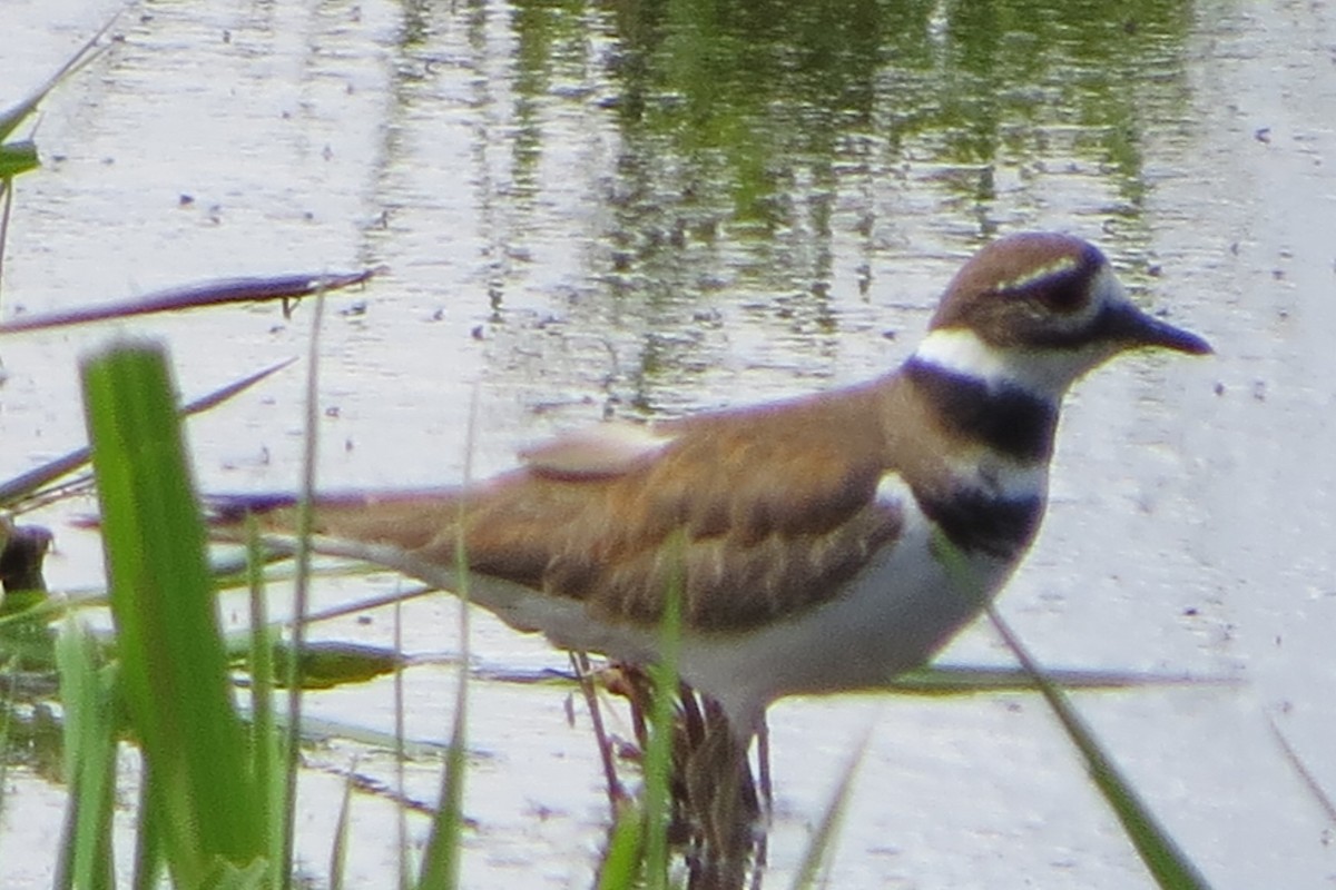 Killdeer - Kathy  Kirk