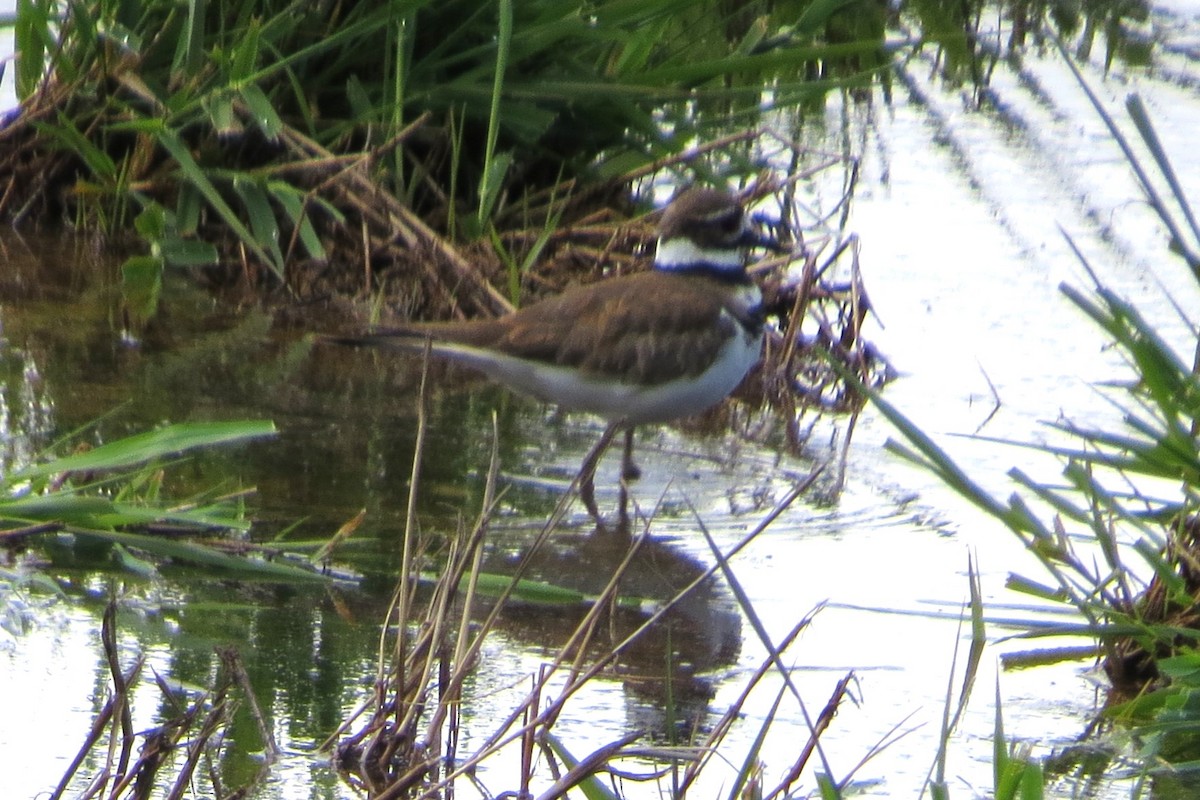 Killdeer - Kathy  Kirk