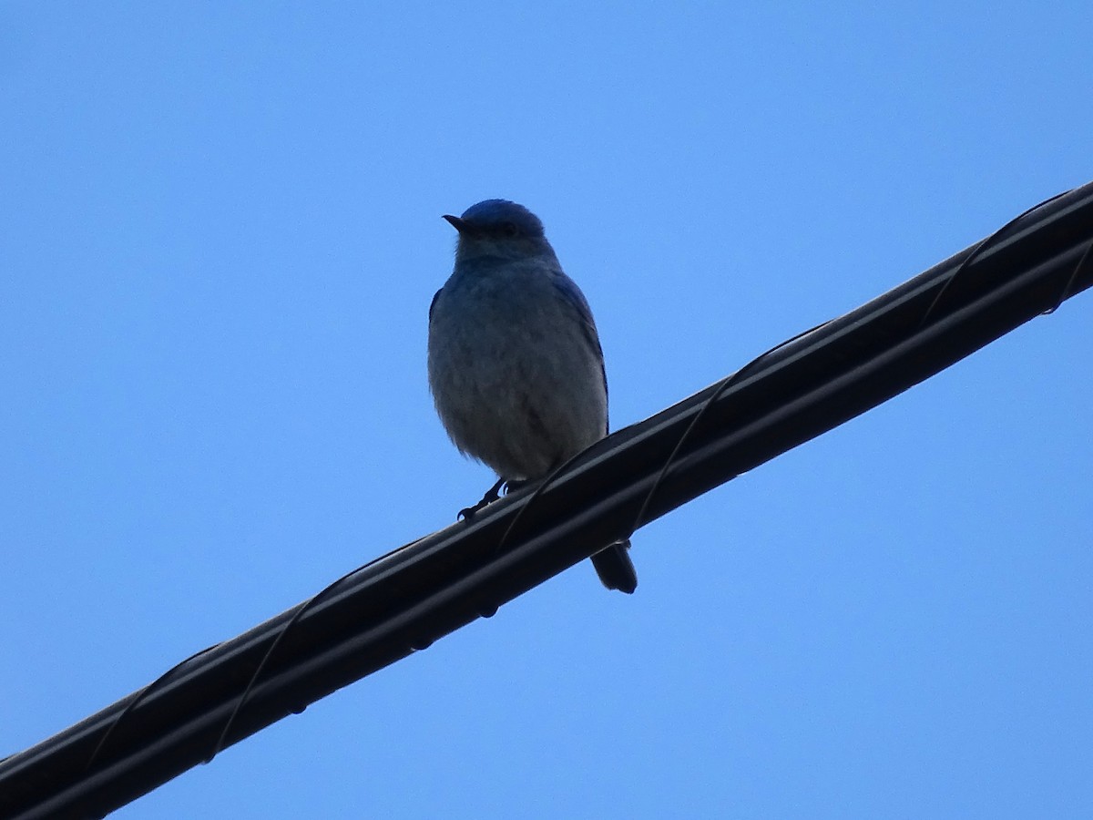 Mountain Bluebird - ML619452419