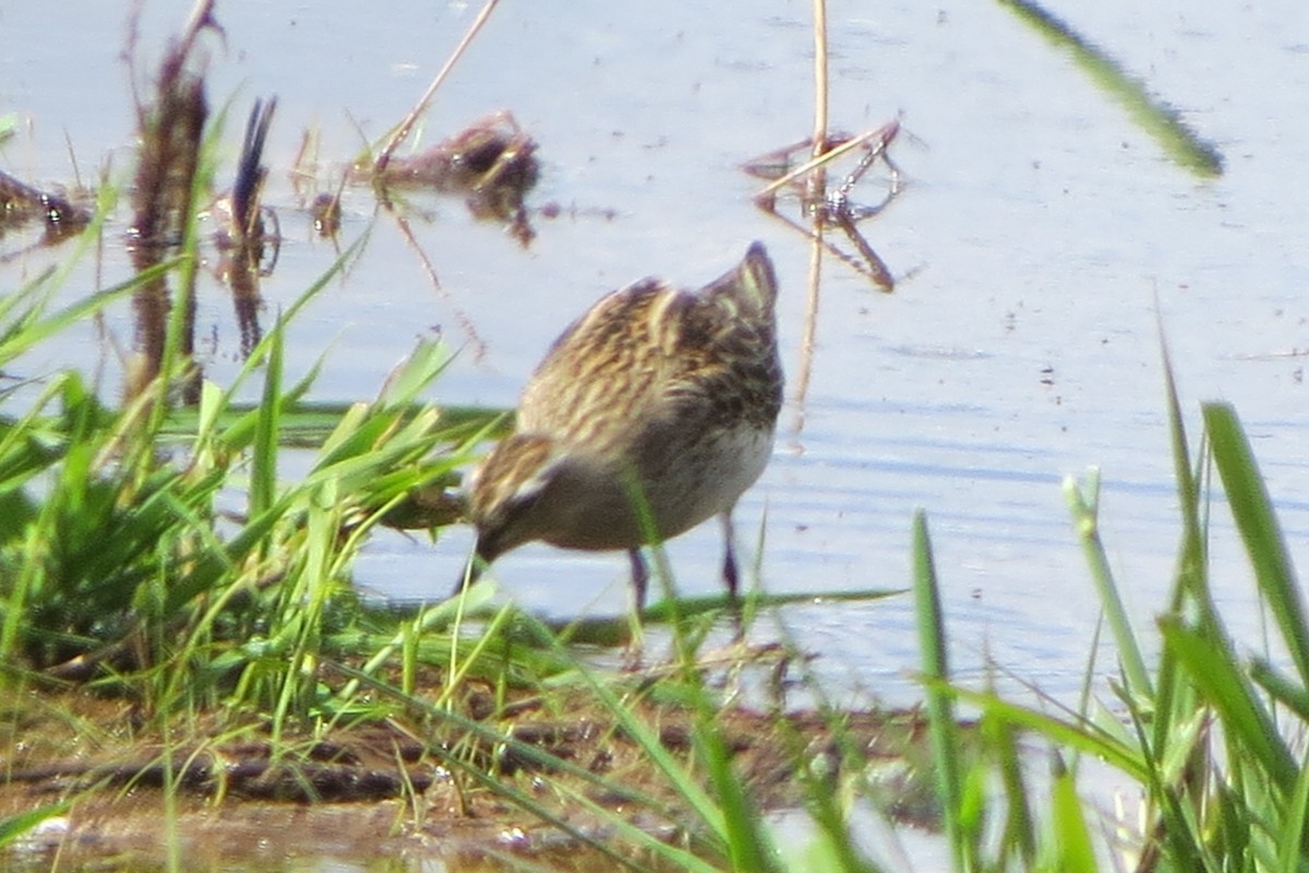 Pectoral Sandpiper - Kathy  Kirk