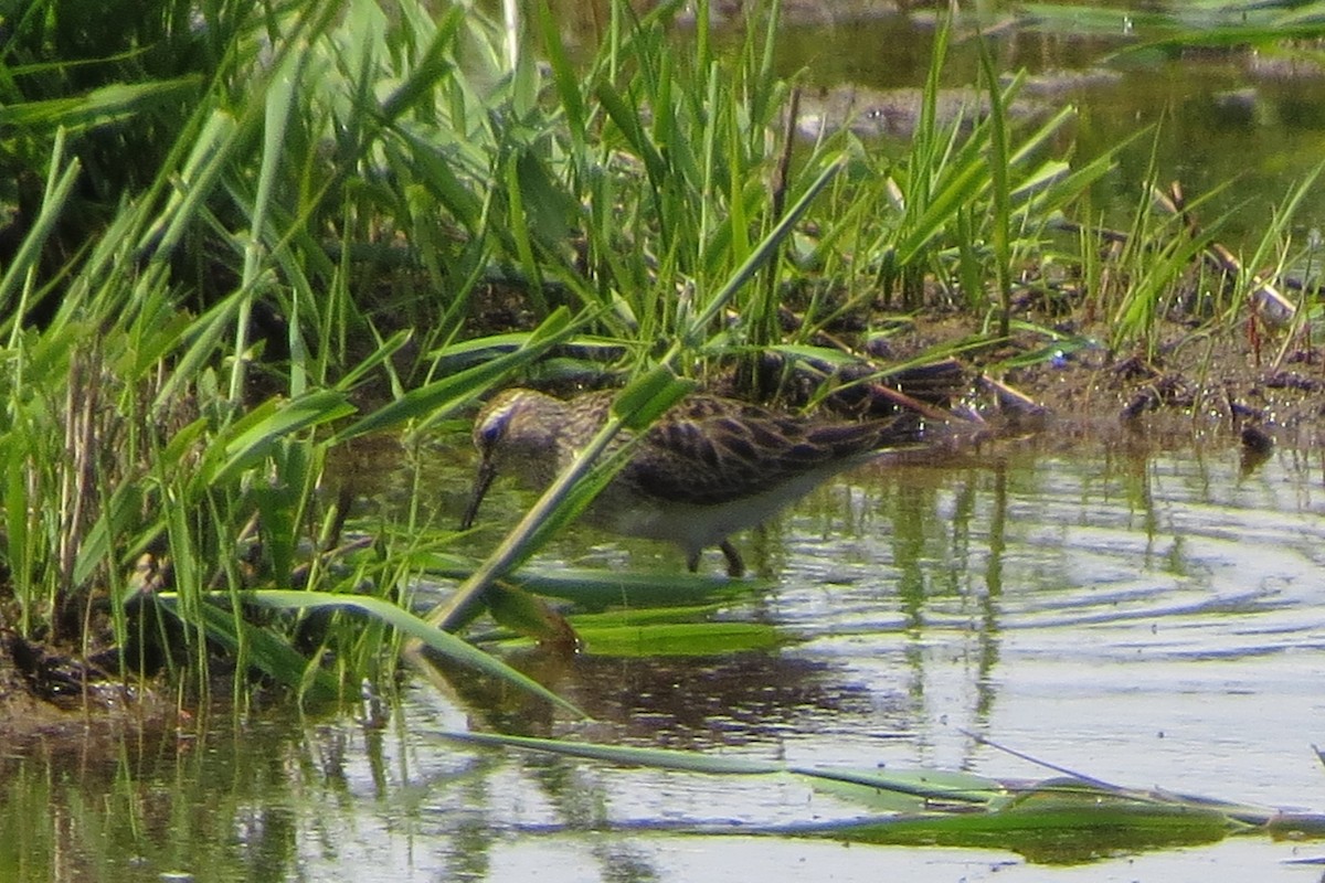 Pectoral Sandpiper - Kathy  Kirk