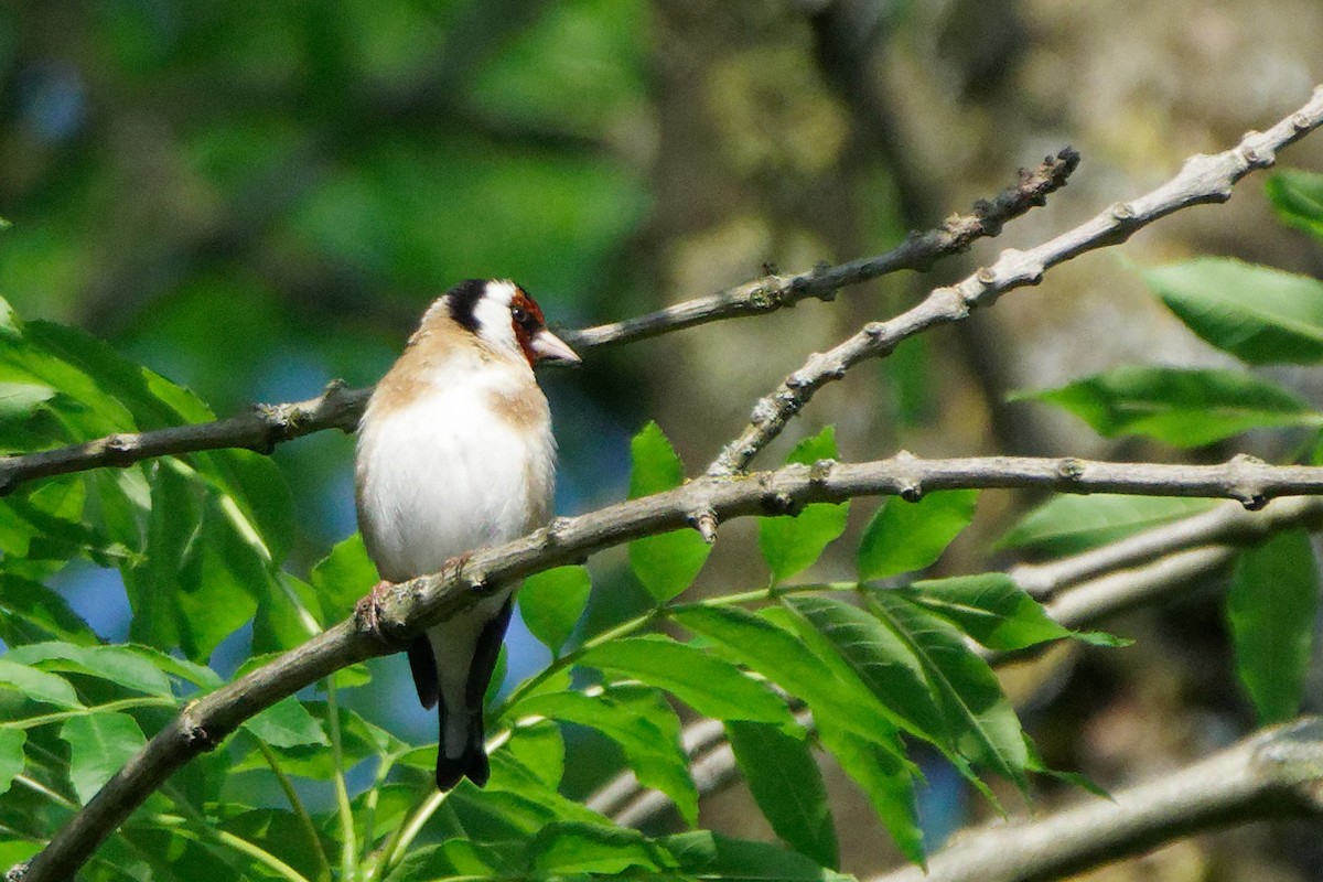 European Goldfinch - Susanne Meyer