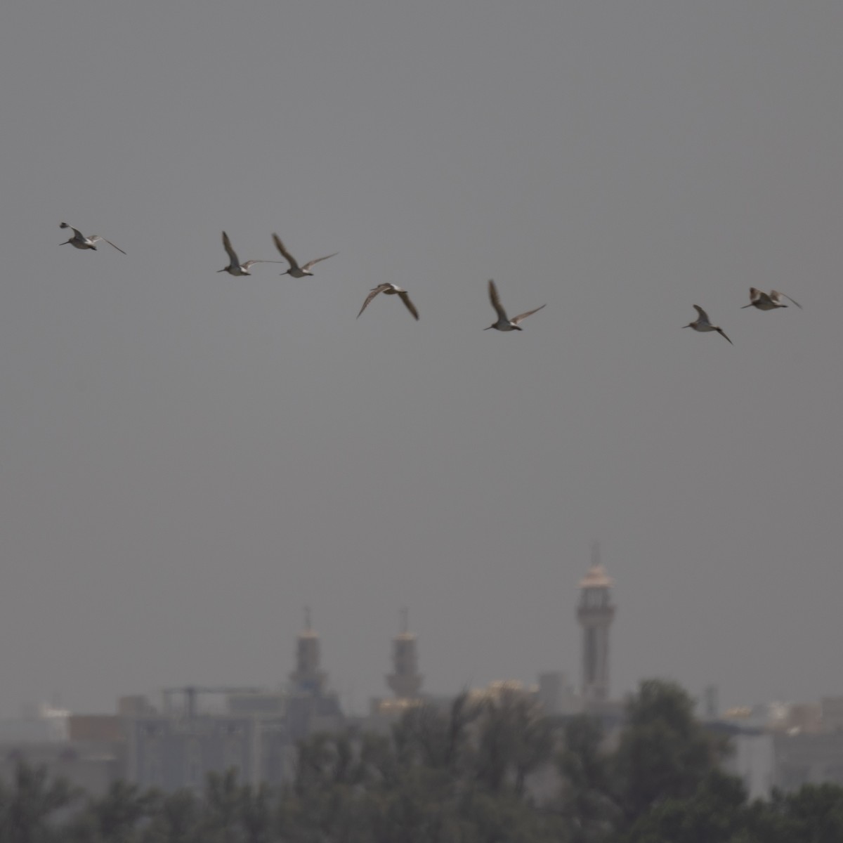 Bar-tailed Godwit - Mohamed Shah