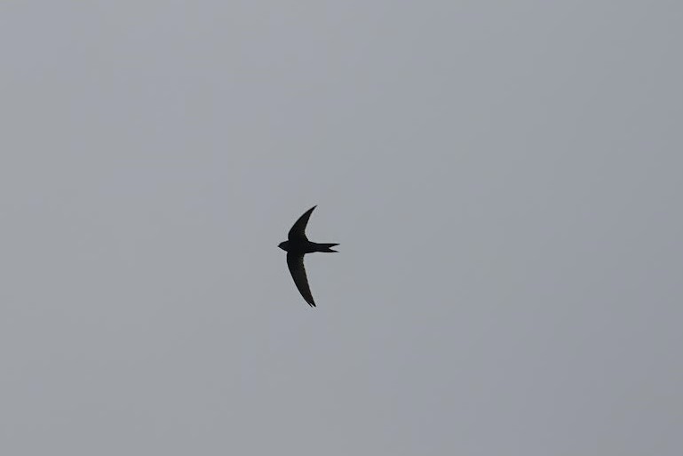 Common Swift - AC Verbeek