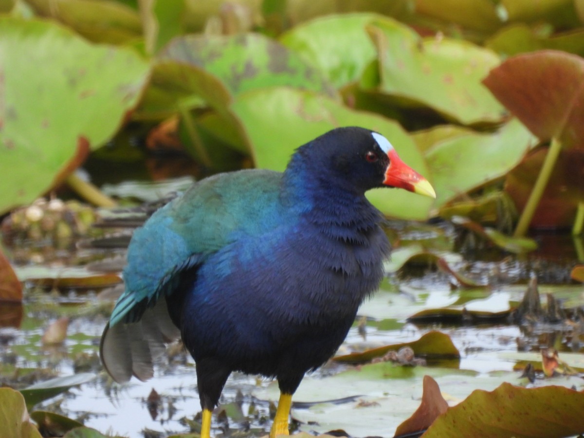 Purple Gallinule - Gina Turone 🐩