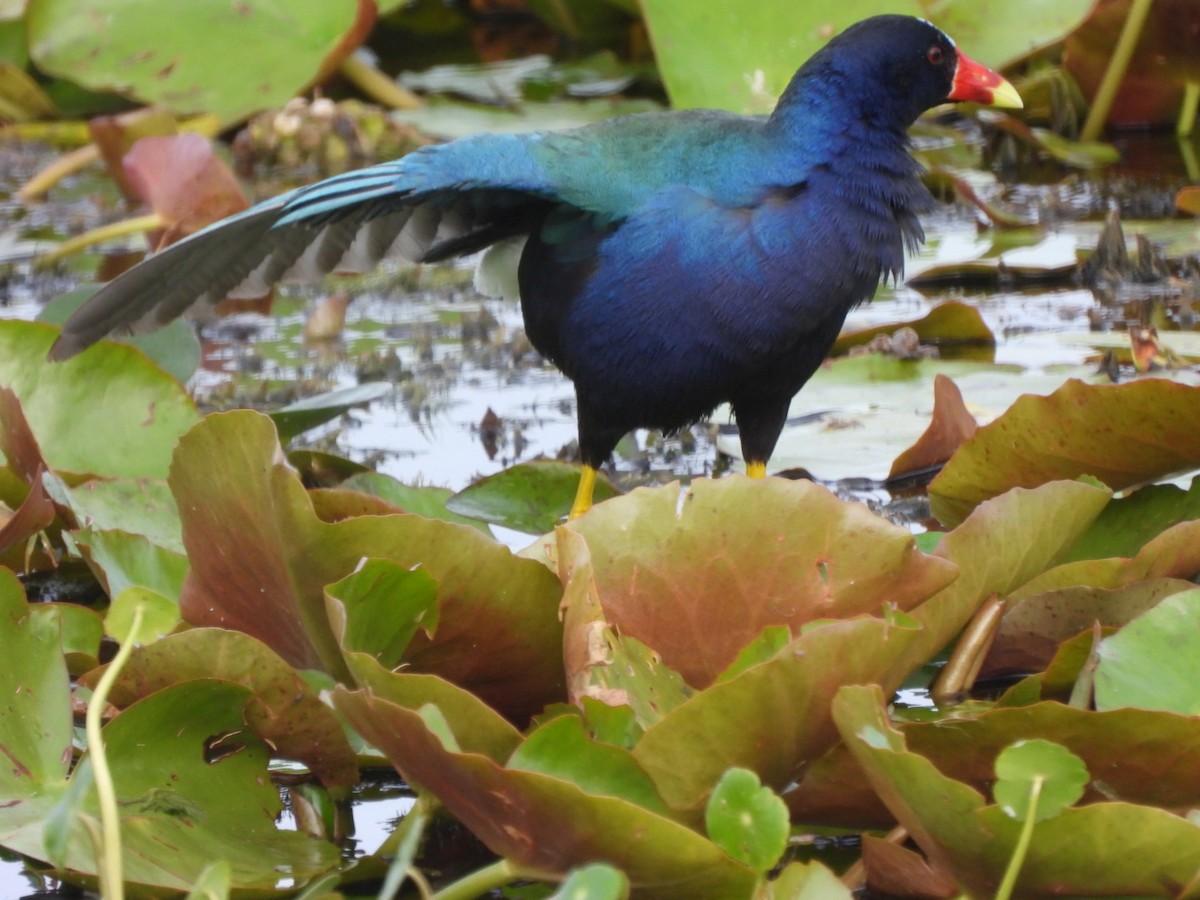 Purple Gallinule - Gina Turone 🐩