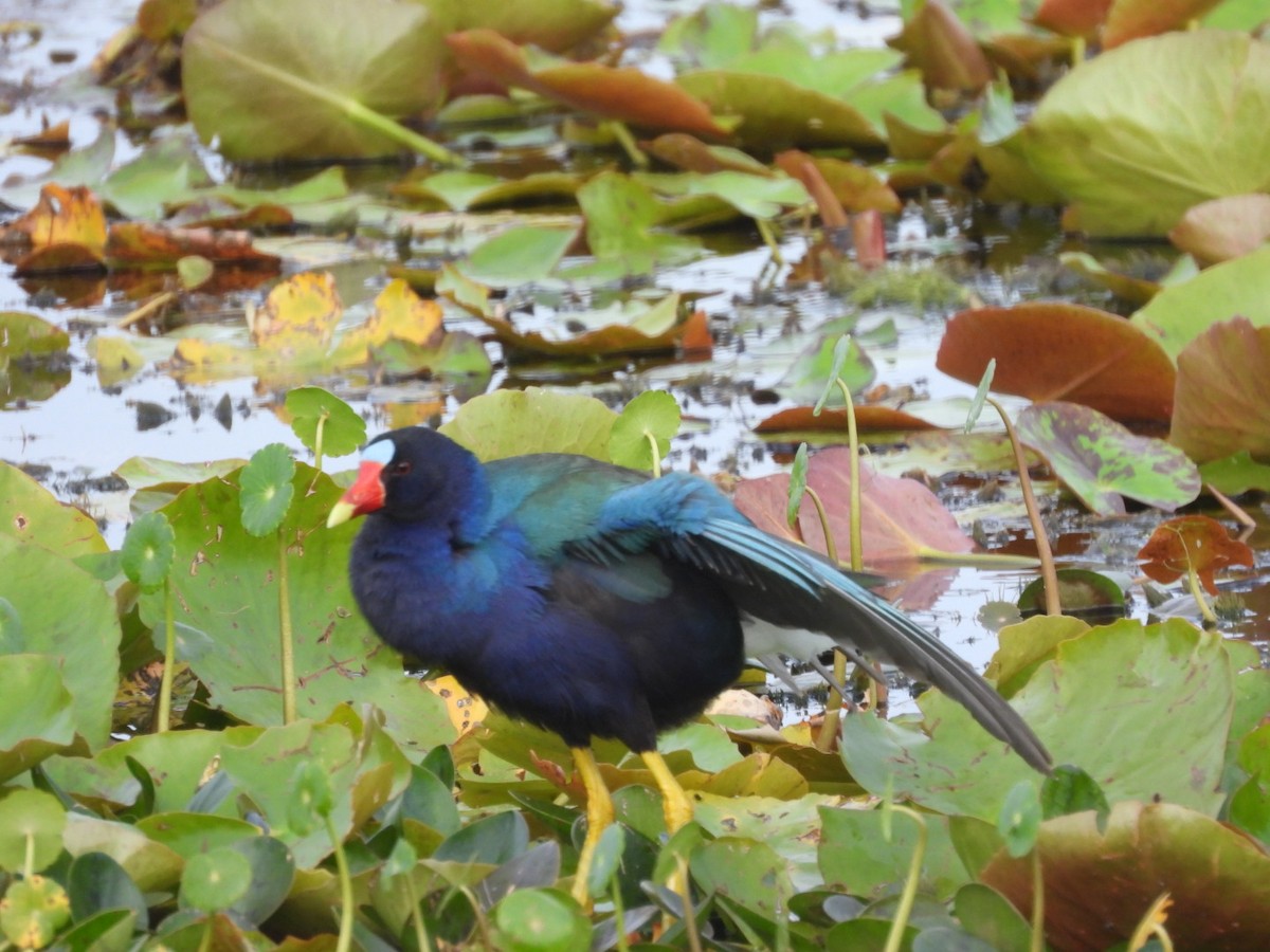 Purple Gallinule - Gina Turone 🐩