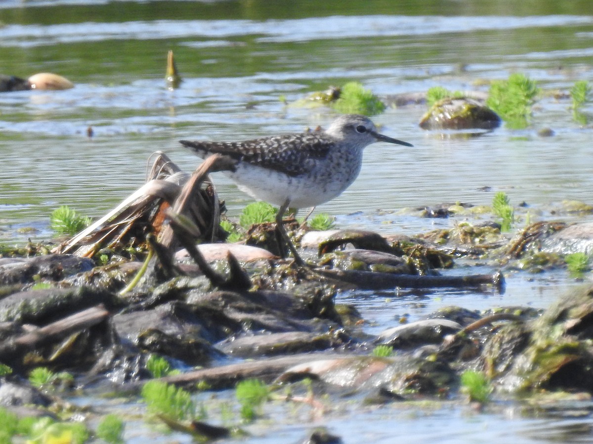 Wood Sandpiper - Craig Jackson