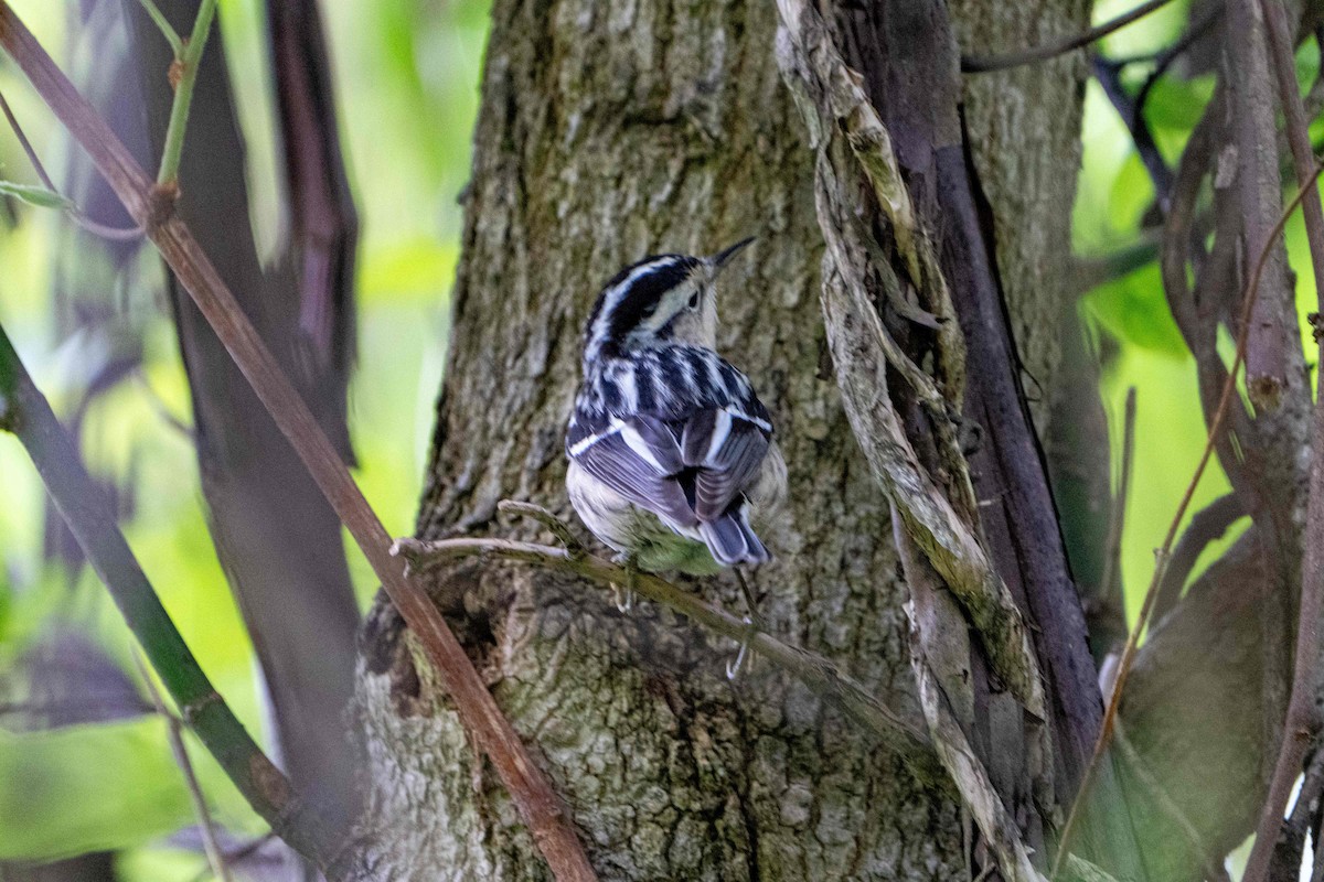 Black-and-white Warbler - ML619452455