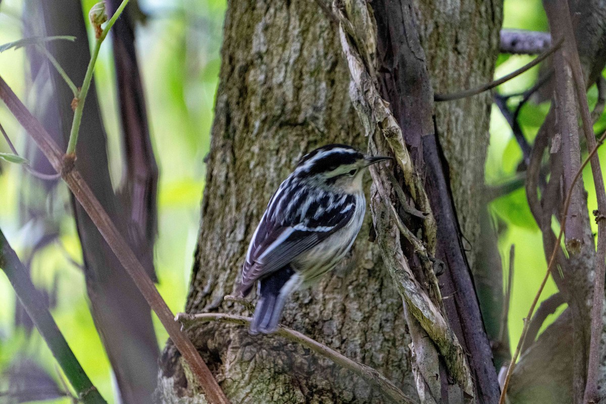 Black-and-white Warbler - ML619452456