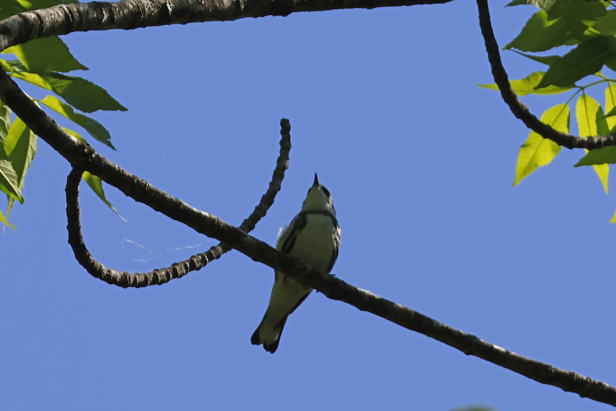 Cerulean Warbler - Larry Therrien