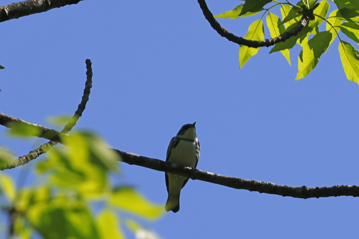 Cerulean Warbler - Larry Therrien