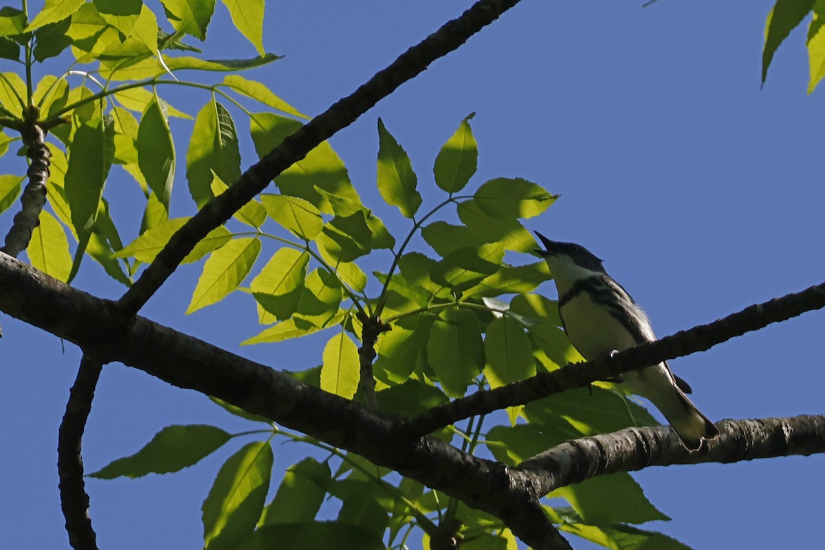 Cerulean Warbler - Larry Therrien