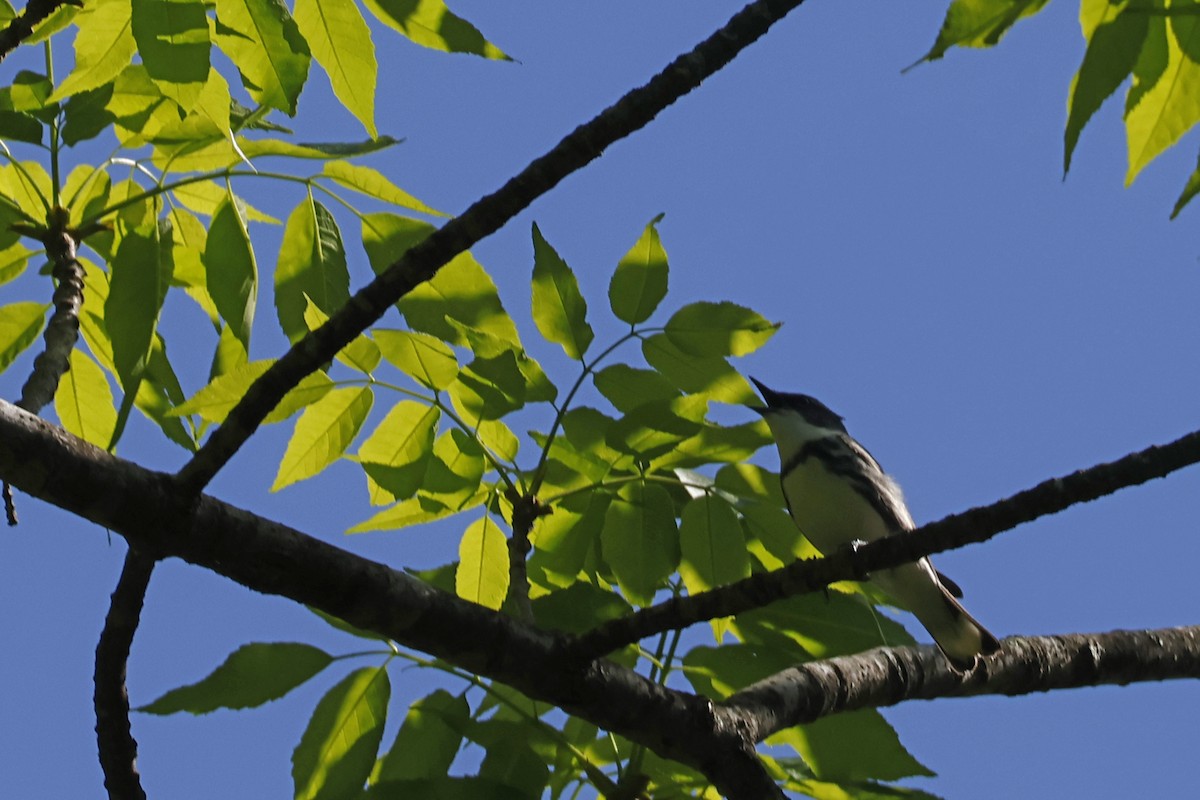 Cerulean Warbler - Larry Therrien