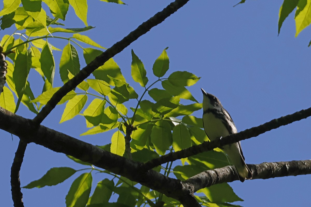 Cerulean Warbler - Larry Therrien