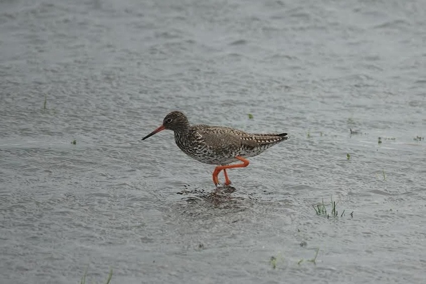 Common Redshank - AC Verbeek