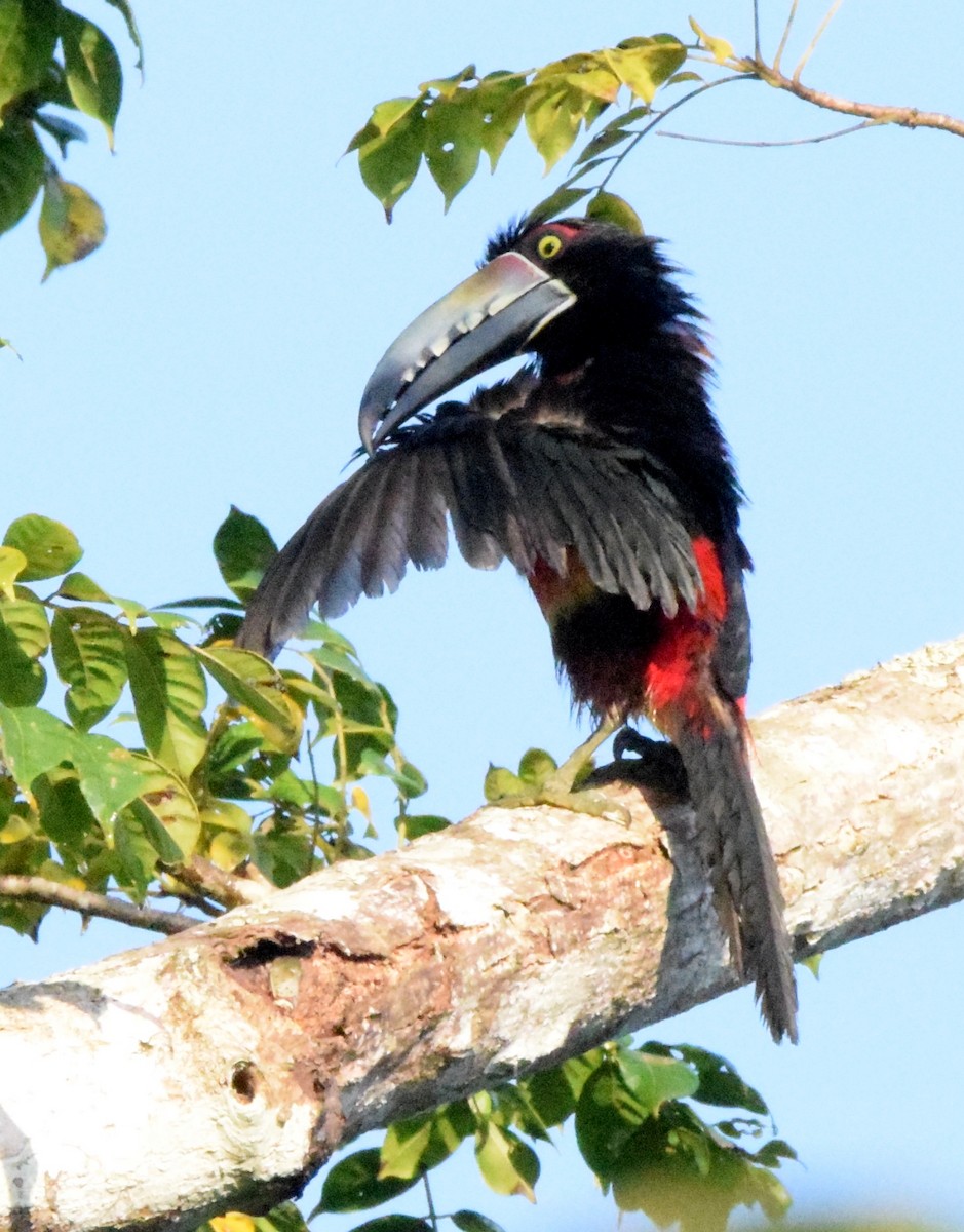 Collared Aracari - Laura Bakken