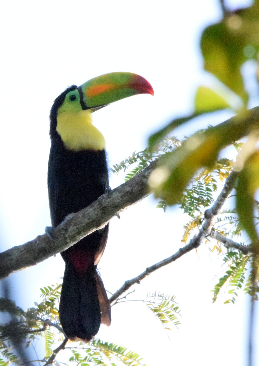 Keel-billed Toucan - Laura Bakken