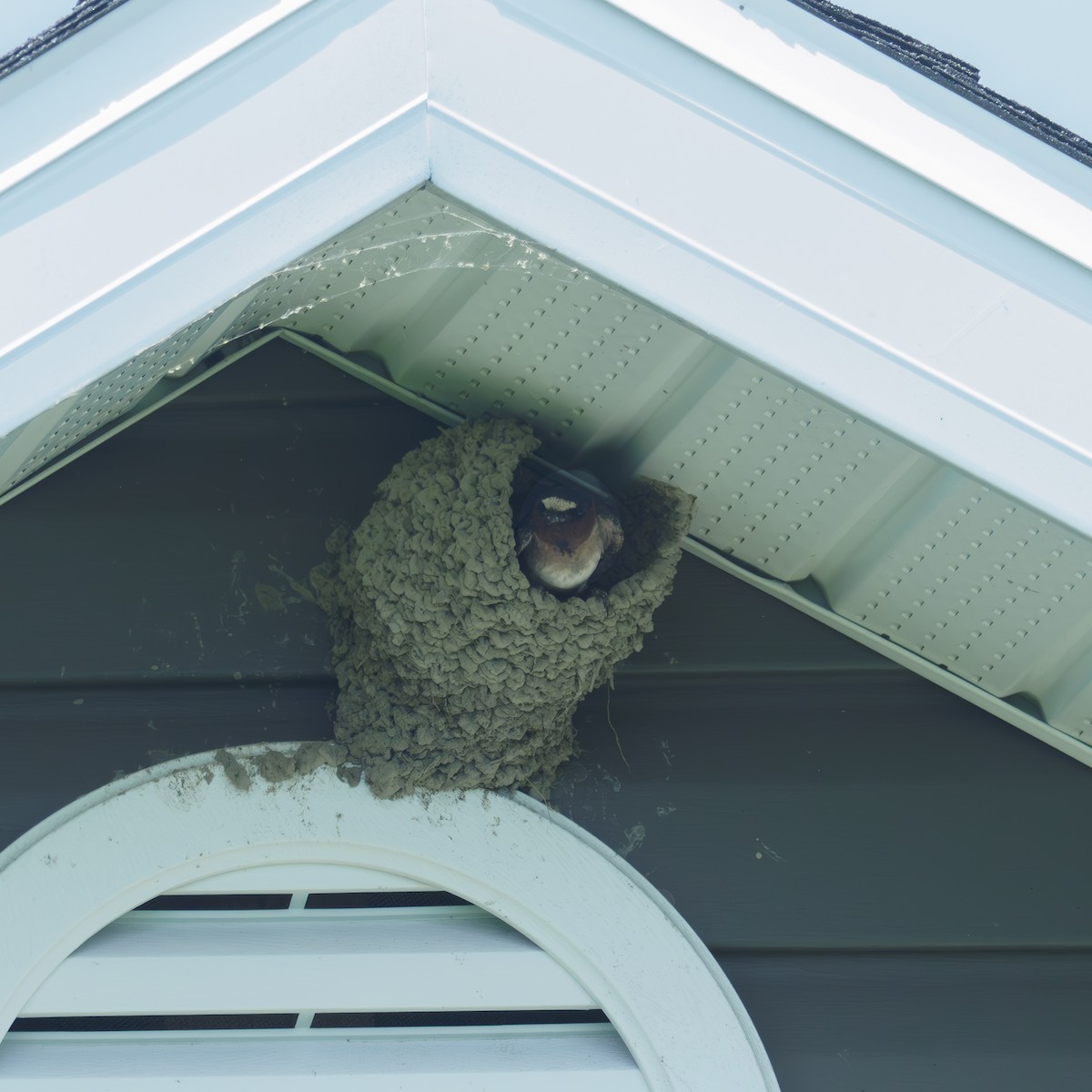 Cliff Swallow - Jocelyn Lavoie