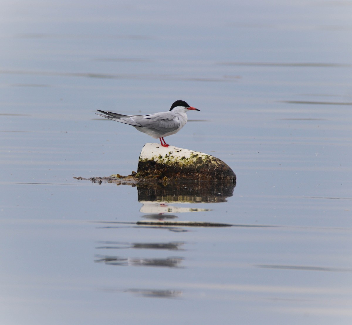 Common Tern - ML619452486