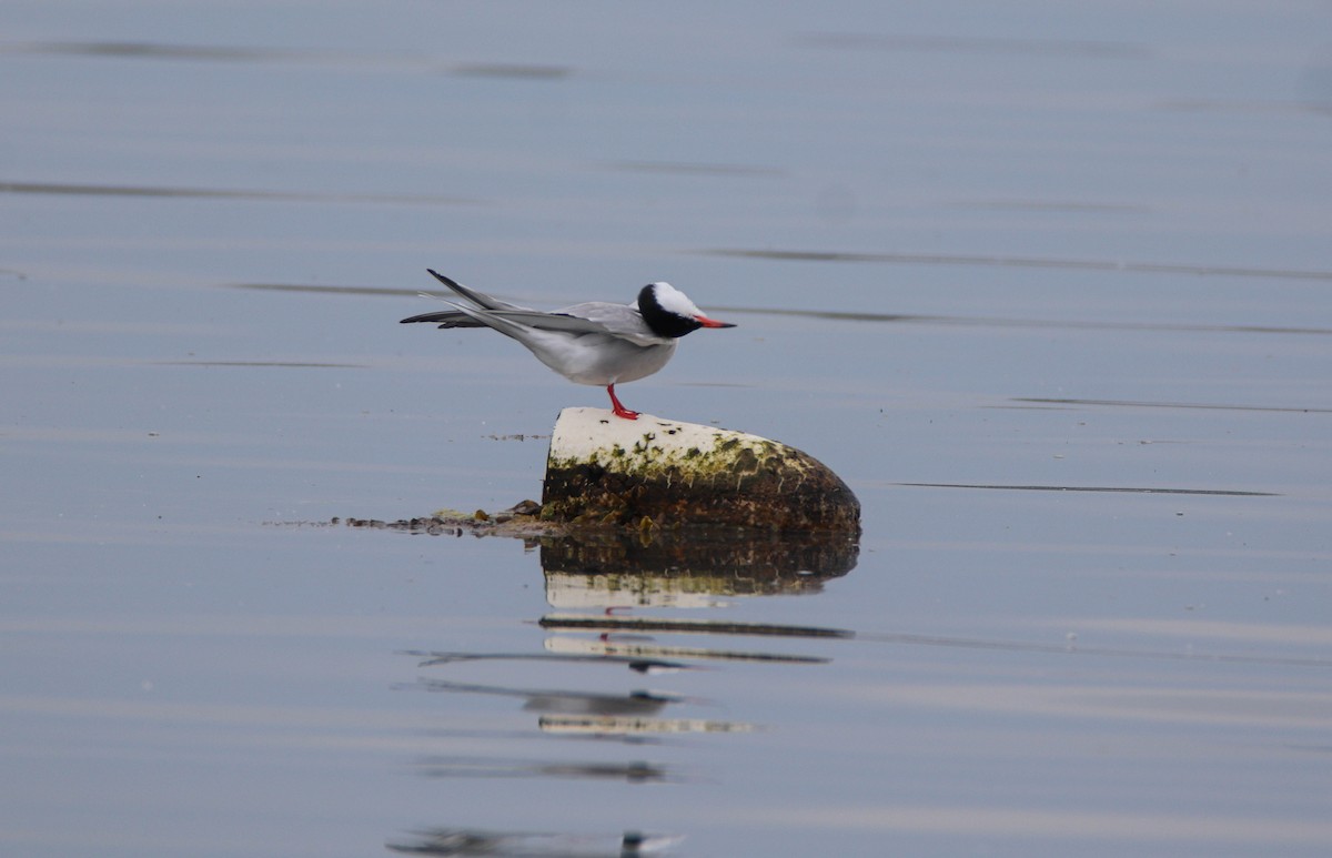 Common Tern - ML619452487