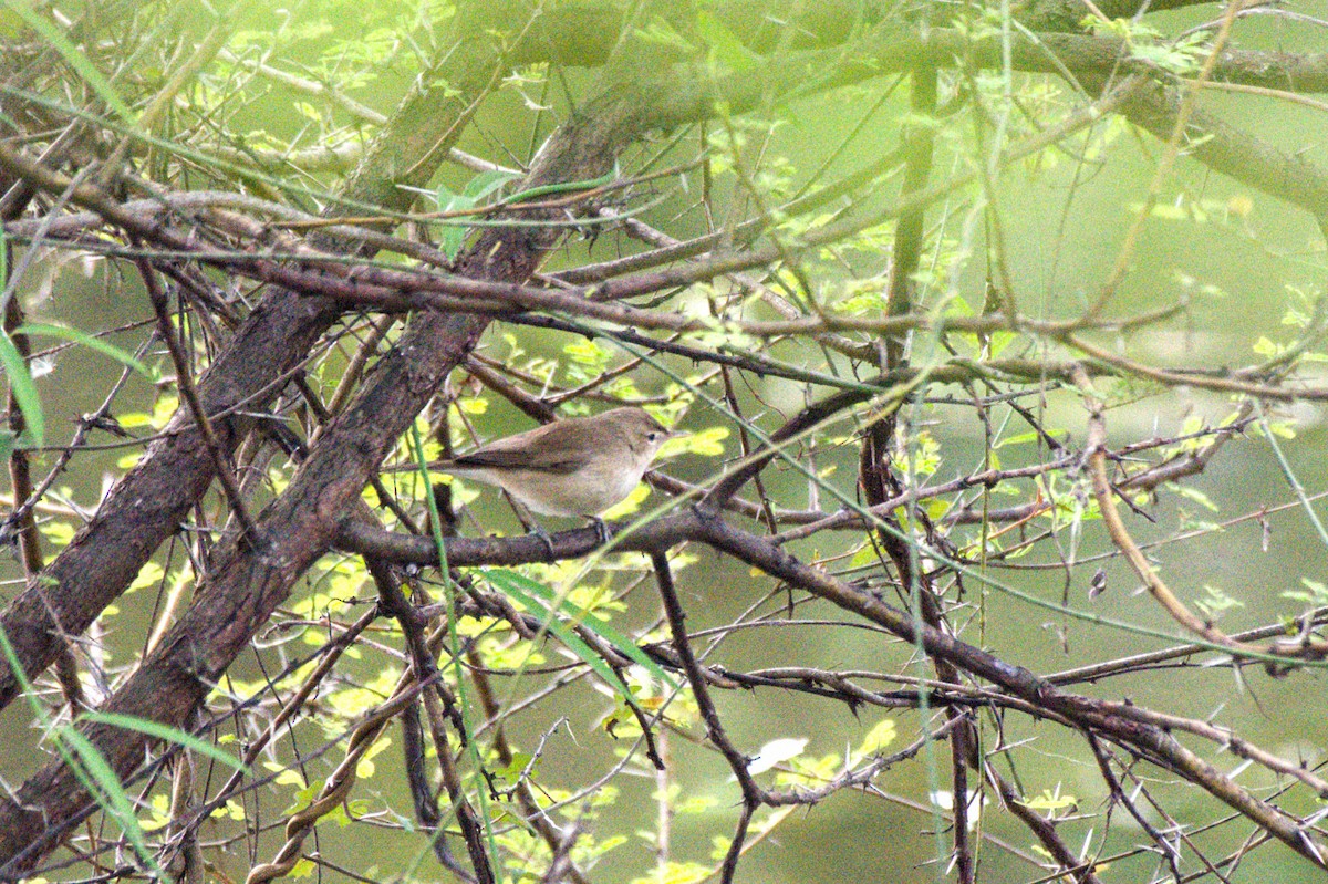 Sykes's Warbler - Sathish Ramamoorthy