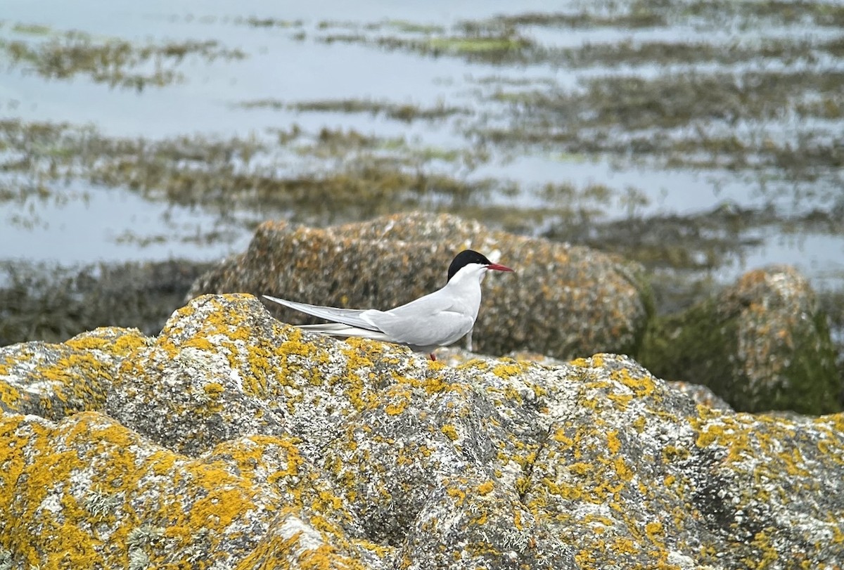 Arctic Tern - Niall Keogh