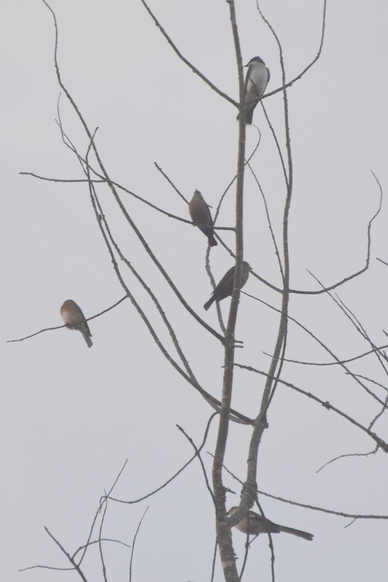 Eastern Kingbird - ML619452492