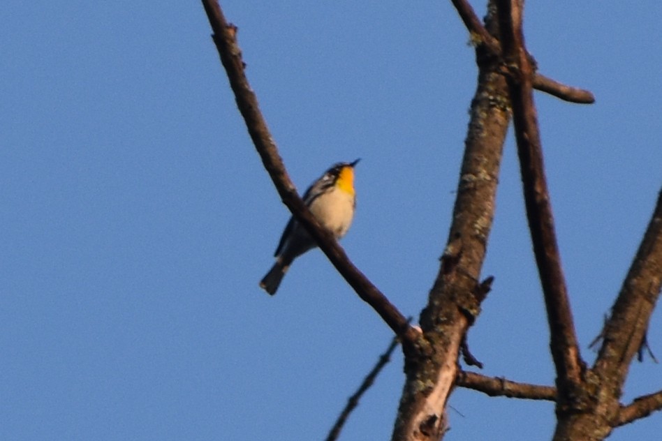 Paruline à gorge jaune - ML619452501