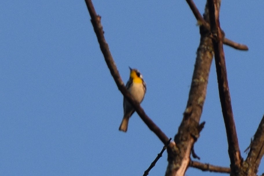 Paruline à gorge jaune - ML619452502