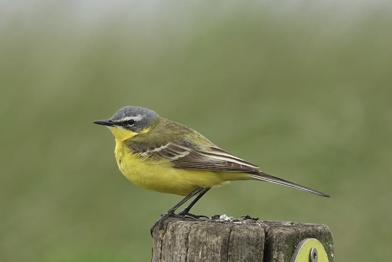 Western Yellow Wagtail - AC Verbeek