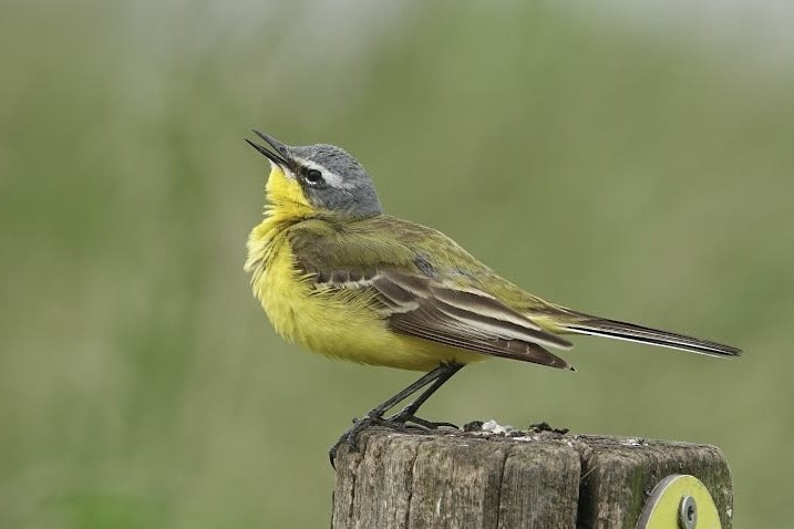 Western Yellow Wagtail - AC Verbeek