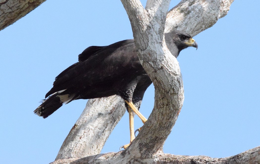 Great Black Hawk - Laura Bakken