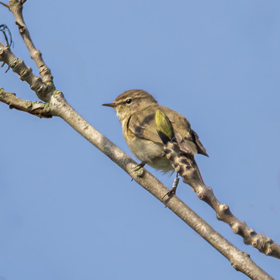 Common Chiffchaff - Martine Stolk