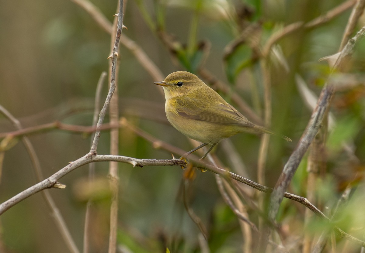 Common Chiffchaff - Theo de Clermont