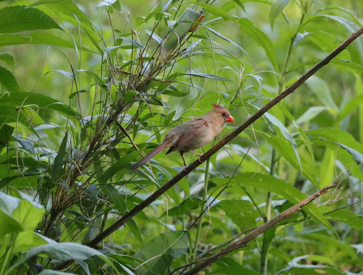 Cardinal rouge - ML619452521