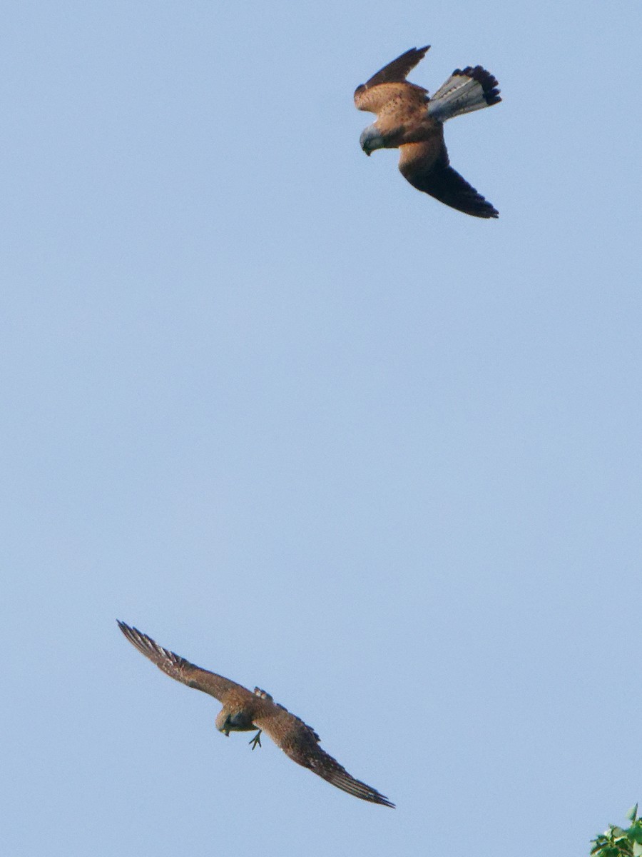 Eurasian Kestrel - Susanne Meyer