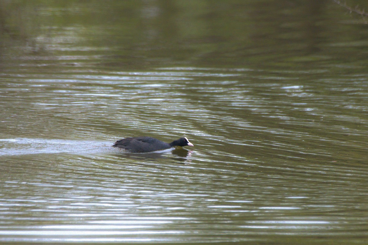 Eurasian Coot - Sathish Ramamoorthy