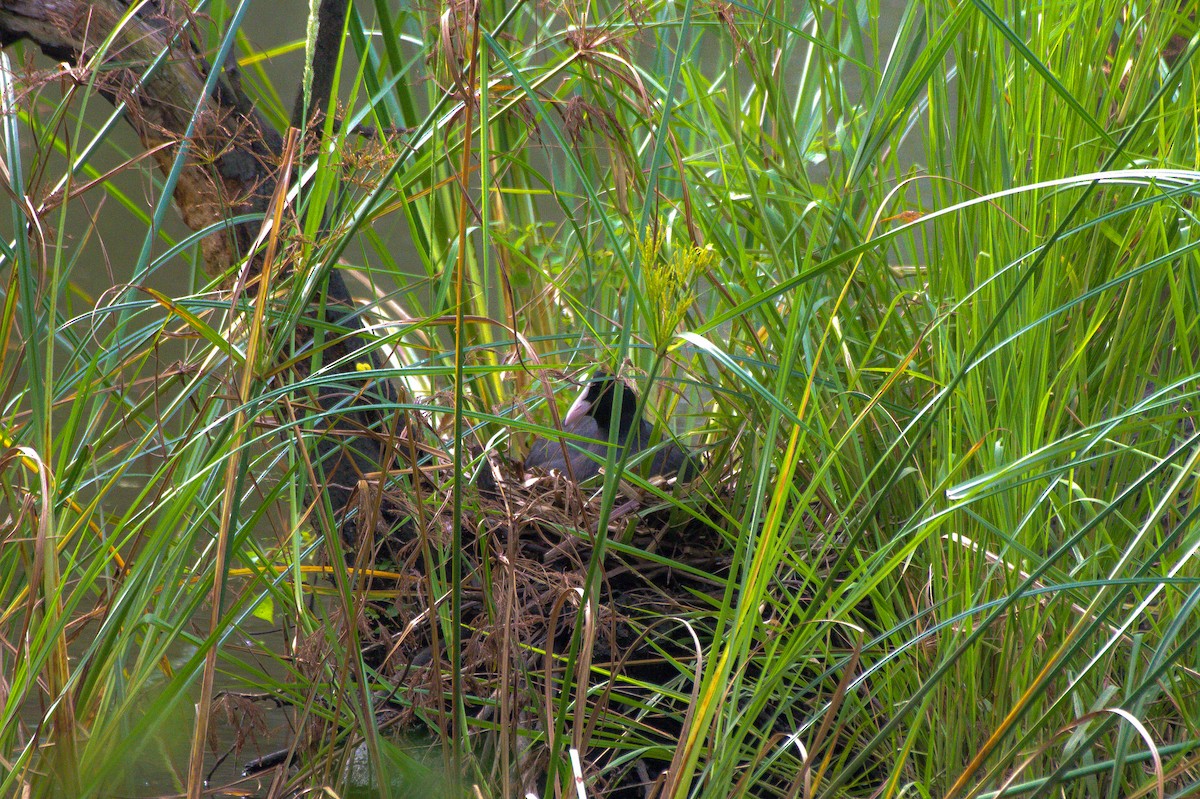 Eurasian Coot - Sathish Ramamoorthy