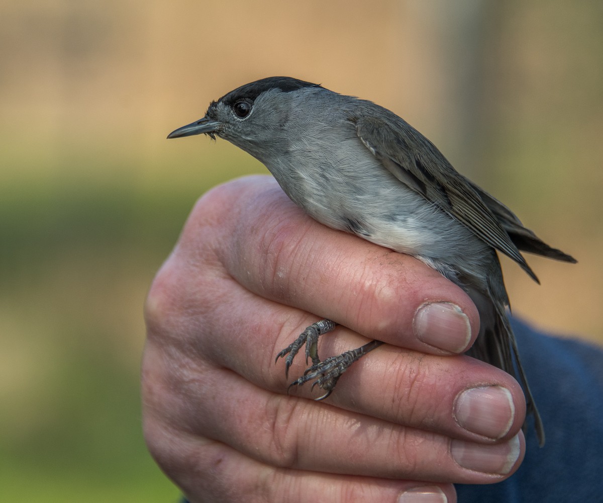 Eurasian Blackcap - Theo de Clermont