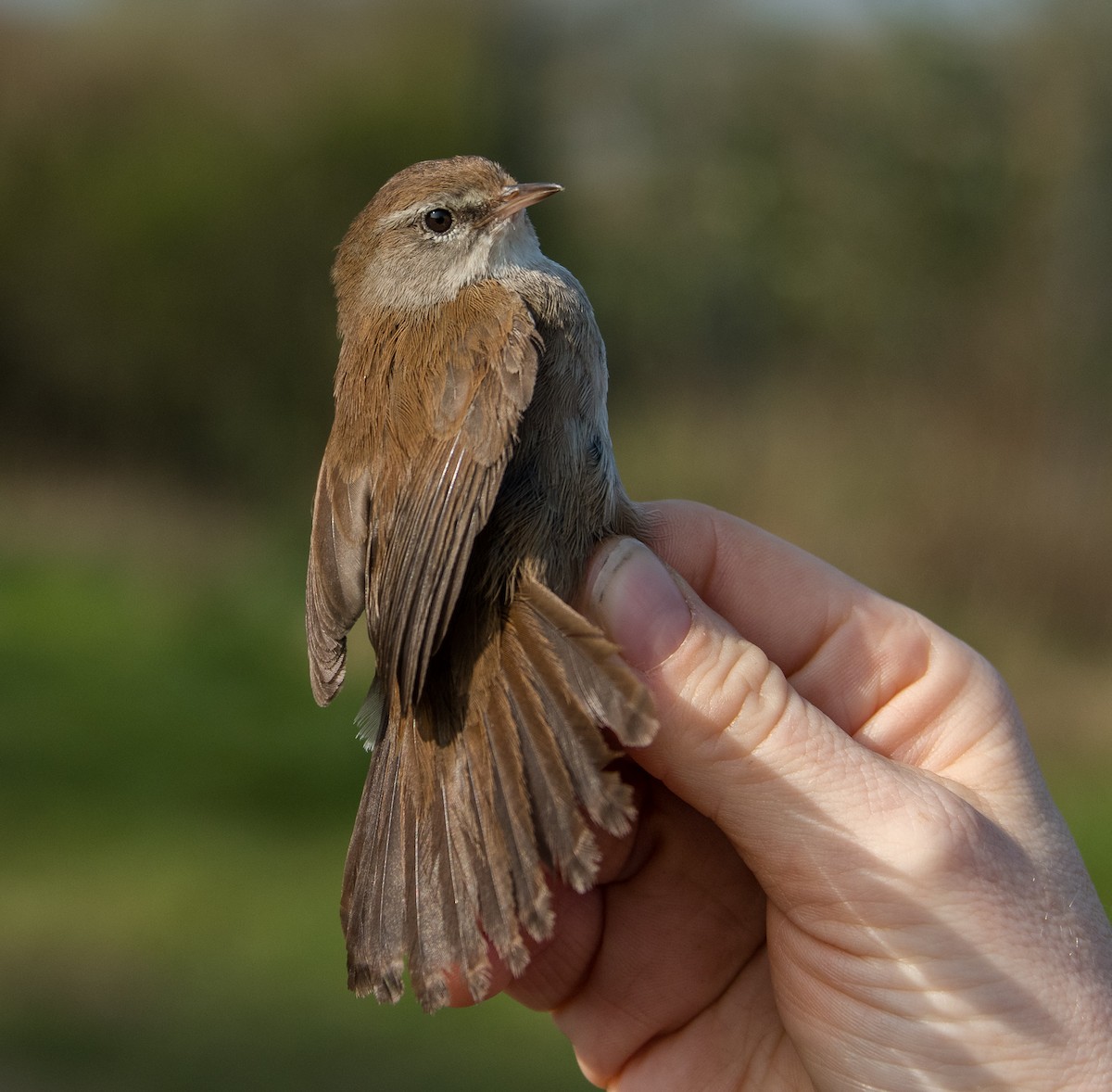 Cetti's Warbler - Theo de Clermont
