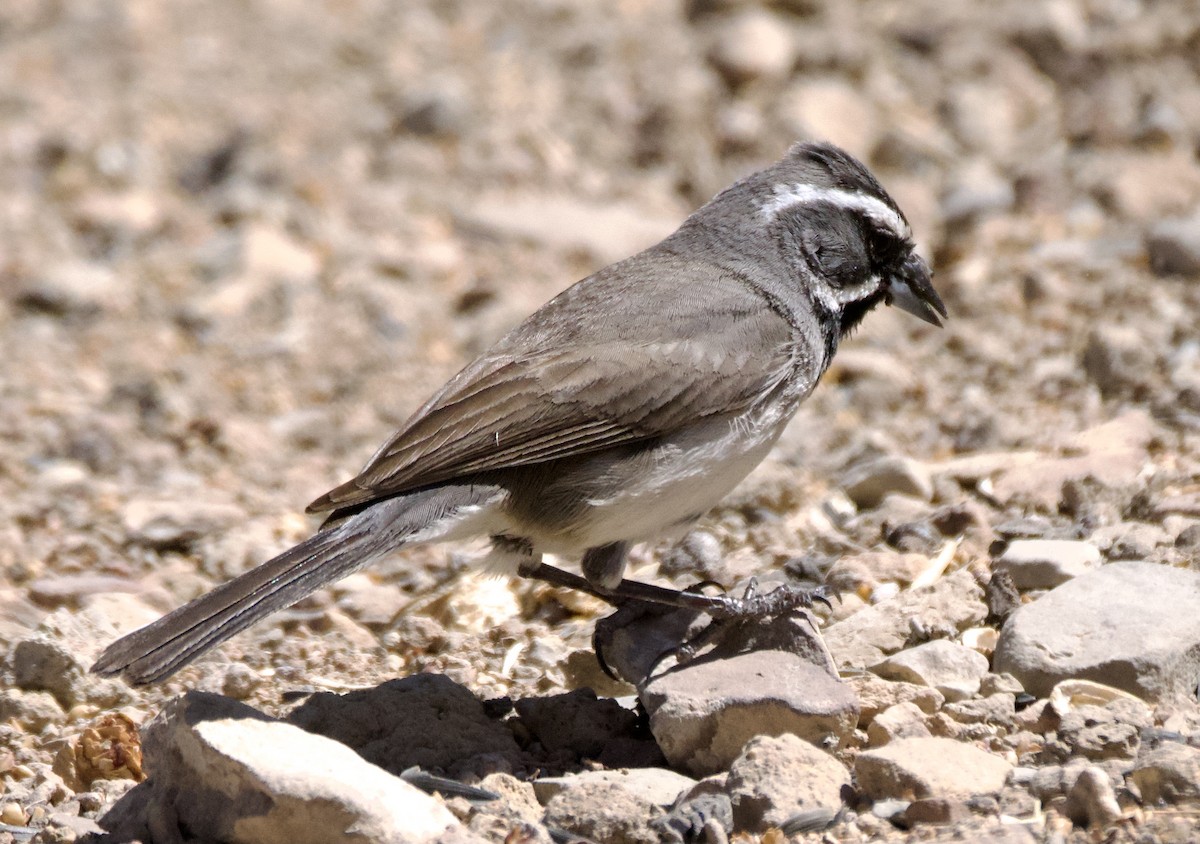 Black-throated Sparrow - Pauline Yeckley