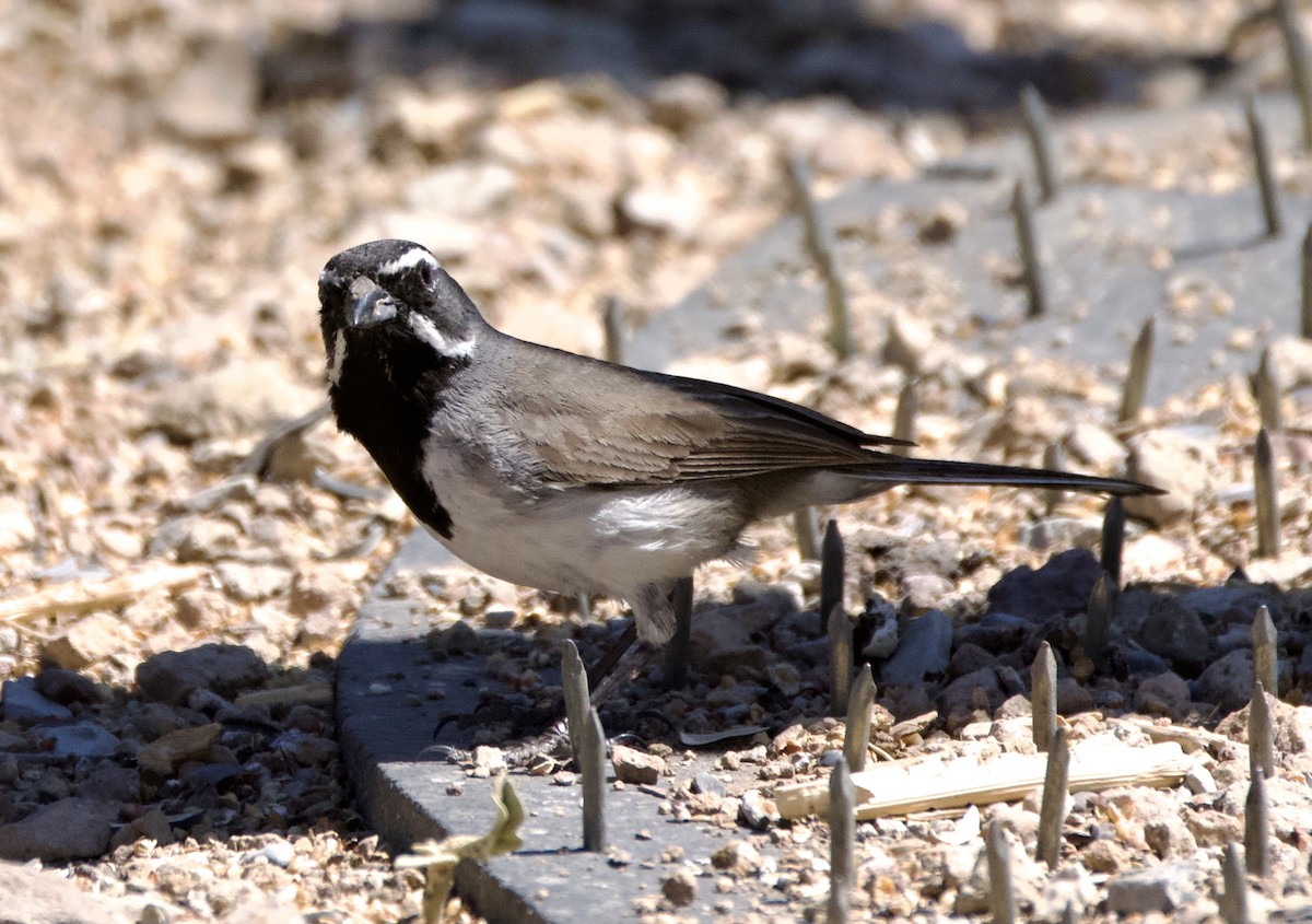 Black-throated Sparrow - Pauline Yeckley