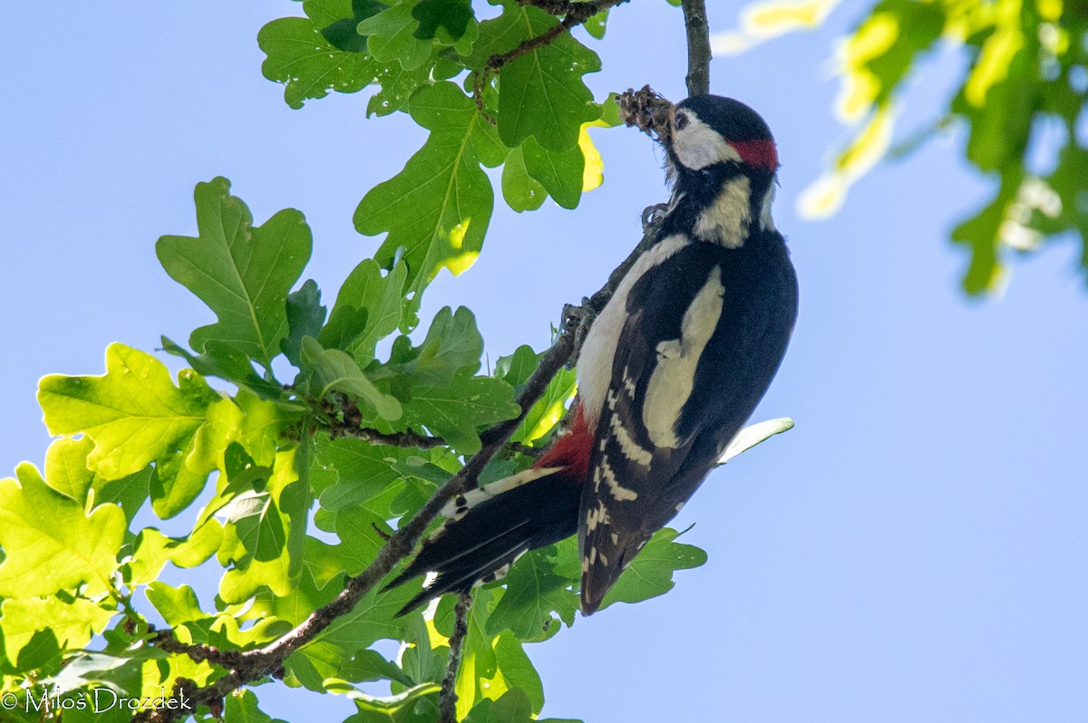 Great Spotted Woodpecker - Miloš Drozdek