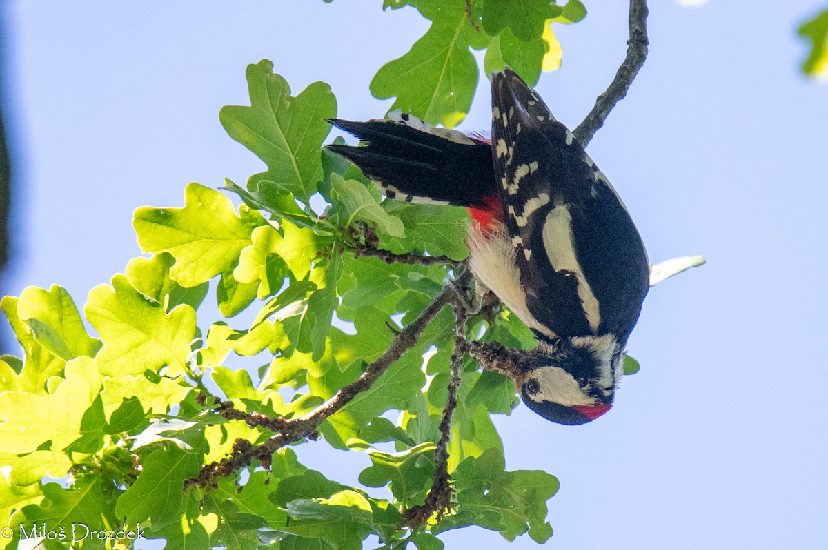 Great Spotted Woodpecker - Miloš Drozdek