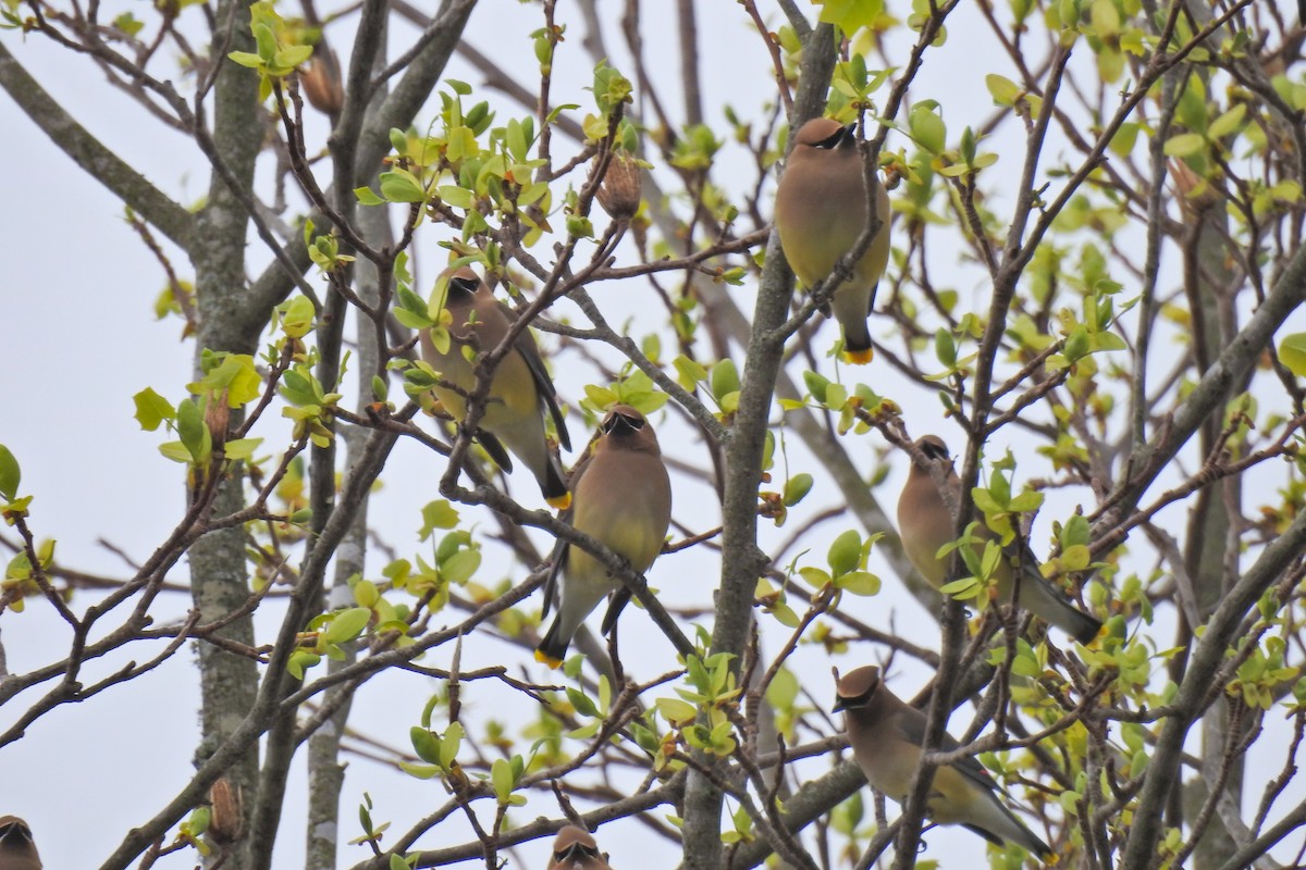 Cedar Waxwing - Jarvis Shirky