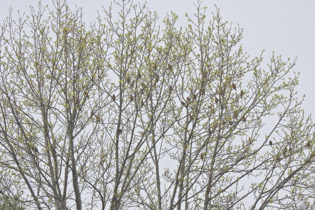 Cedar Waxwing - Jarvis Shirky